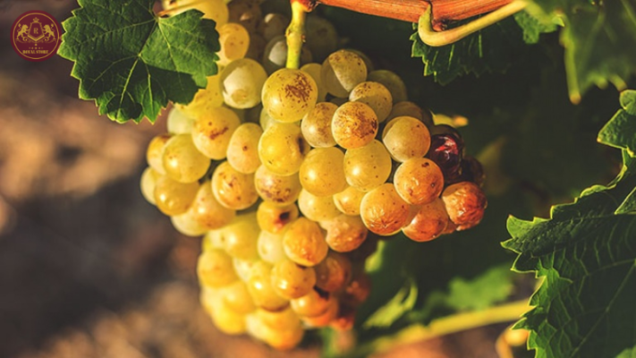 Giống nho Moscato