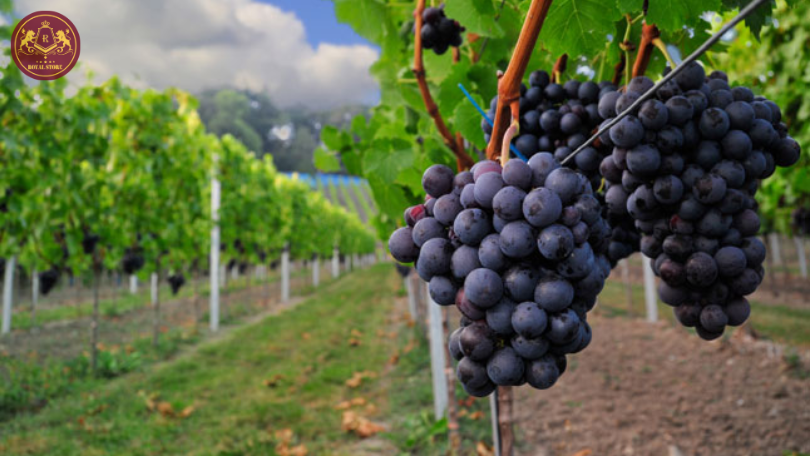 nho Cabernet Sauvignon
