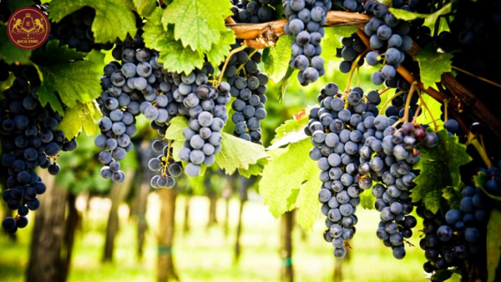 Giống nho Cabernet Sauvignon