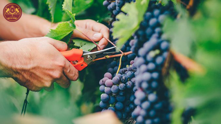 Giống nho Cabernet Sauvignon