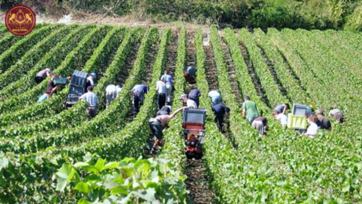 Quy trình sản xuất rượu vang Coro Mendocino Parducci