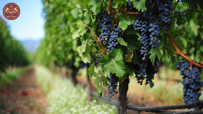 Giống nho Cabernet Sauvignon