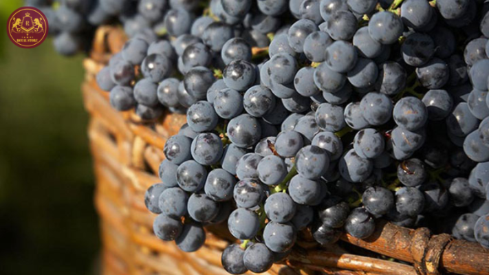 Giống nho Cabernet Franc