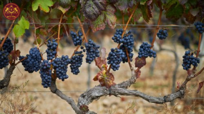 Giống nho Cabernet Franc