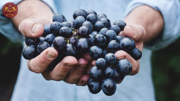 Giống nho Cabernet Franc