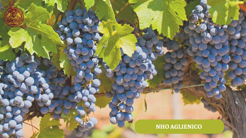 những tái nho Aglianico chín mọng