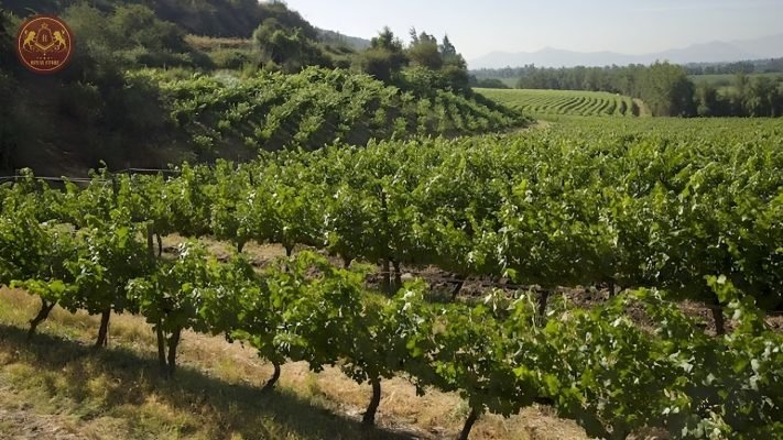 Nhà sản xuất rượu vang Chile Odfjell Icon