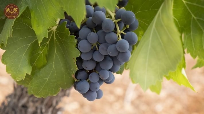 Giống nho Carmenere