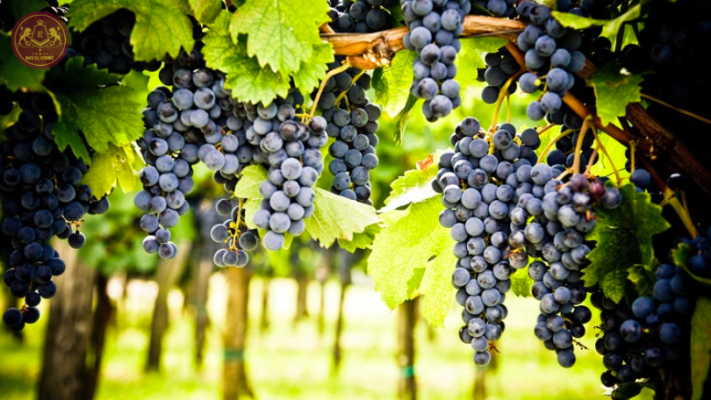 Giống nho Cabernet Sauvignon