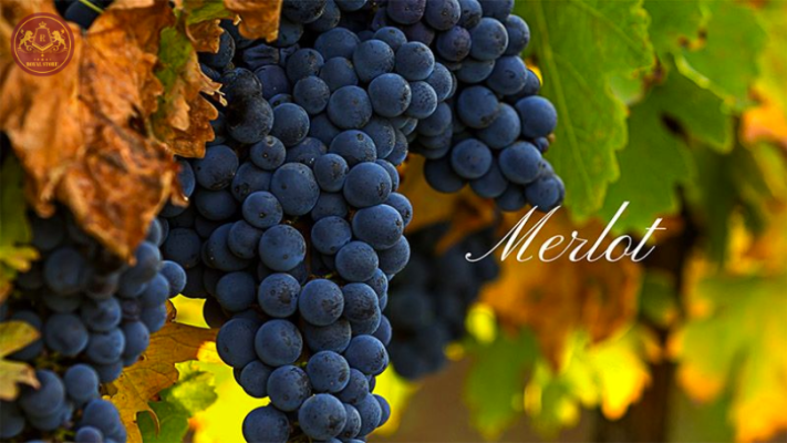 Giống nho Merlot