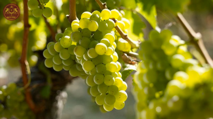 Giống nho Sauvignon Blanc