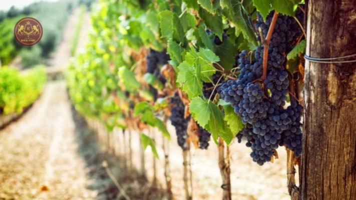 Giống nho Cabernet Sauvignon