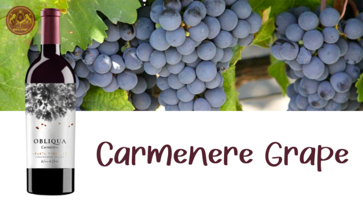 Giống nho Carmenere