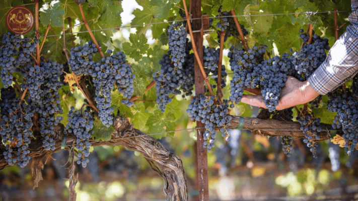 Giống nho Zinfandel