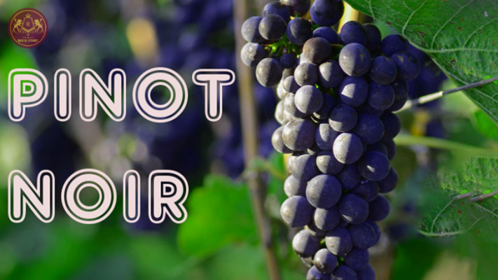 Giống nho Pinot Noir