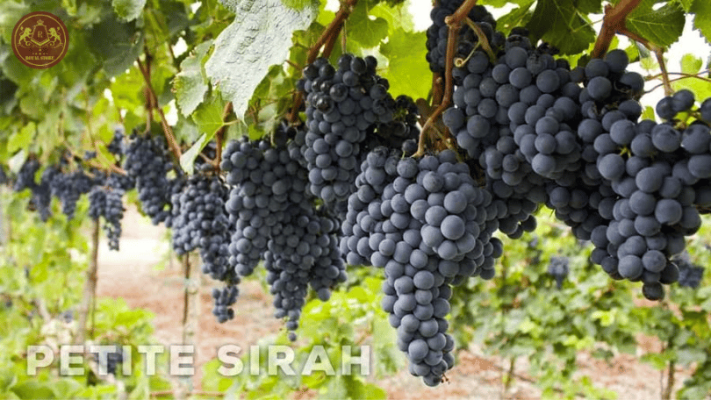 Giống nho Petite Sirah