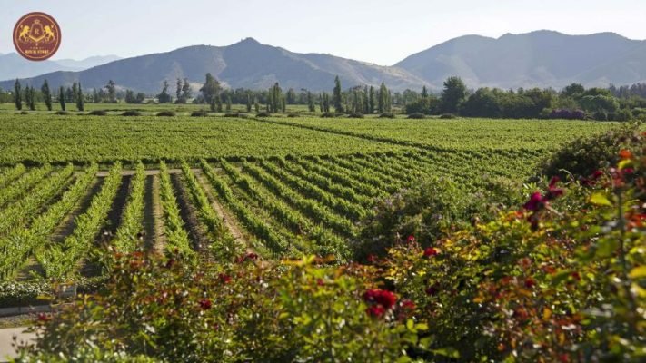 Odfjell Vineyards tạo nên huyền thoại