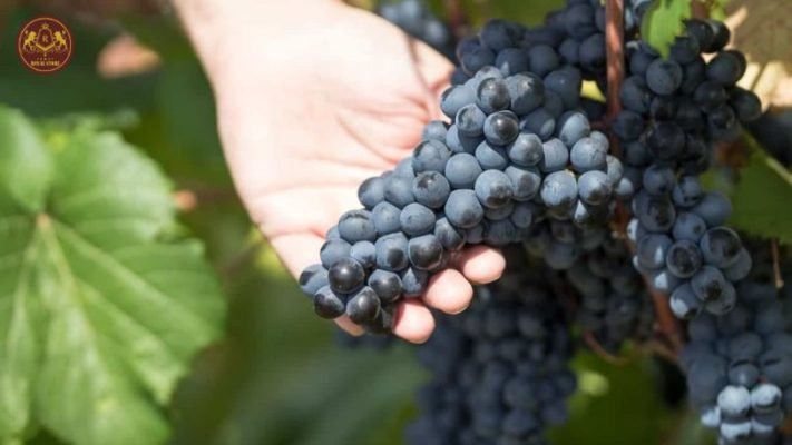 6 giống nho đặc trưng tạo nên rượu vang Odfjell Orzada Tannat