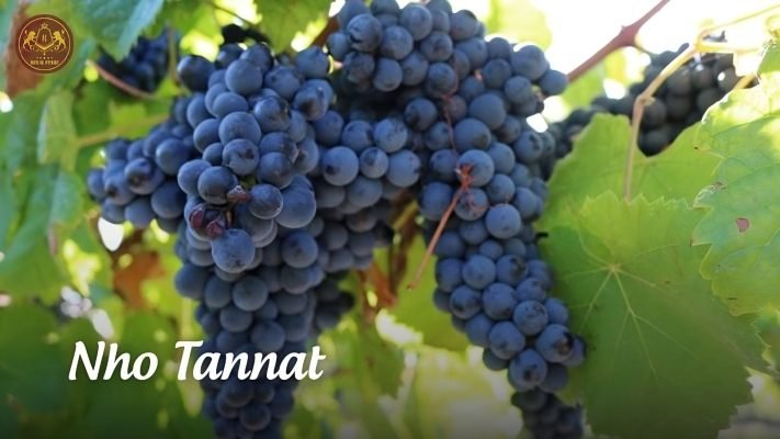 Giống nho Tannat